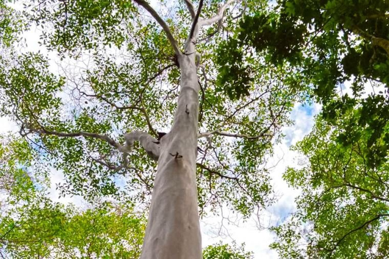 Capirona Tree: The Ultimate Guide to Its Benefits, Uses, and Care Tips for a Thriving Garden