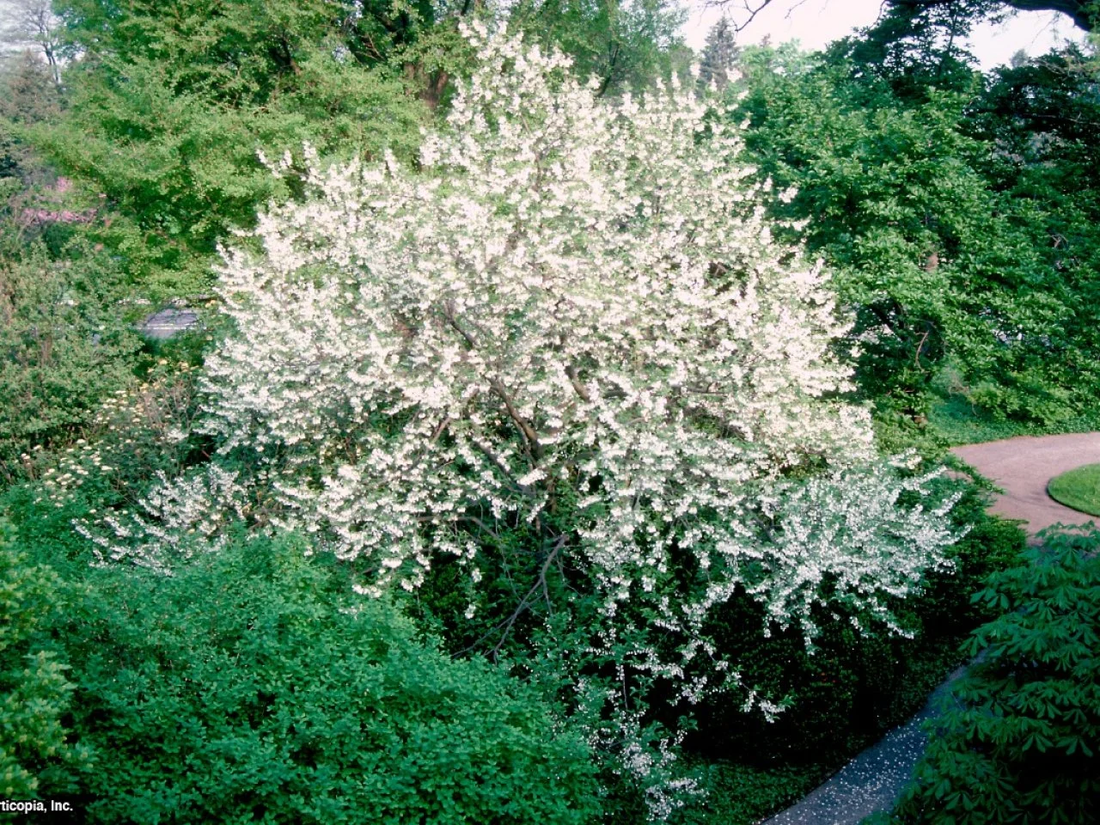 Carolina Silverbell Tree: The Stunning Secret to a Lush Garden Transformation!