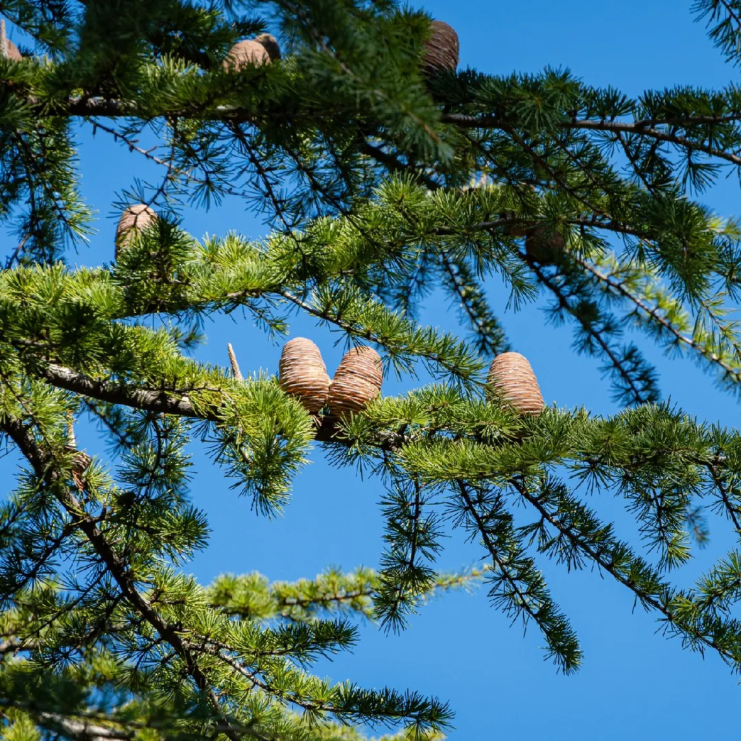Himalayan Cedar Tree: Unveiling the Secrets of Nature's Majestic Evergreen