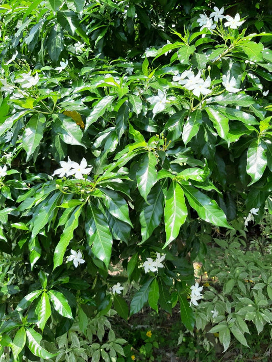 Chandni Tree: The Moonlit Marvel Enchanting Gardens, Healing Lives, and Supporting Ecosystems