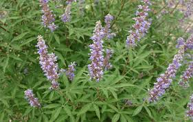 Chaste Tree: Unlocking the Secrets of Nature's Hormonal Harmony and Wellness Benefits