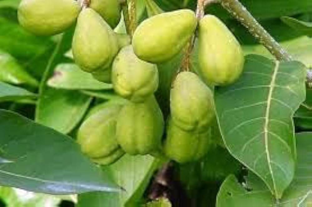 Chebulic Myrobalan Tree: Unlocking Nature's Secret to Health, Beauty, and Longevity