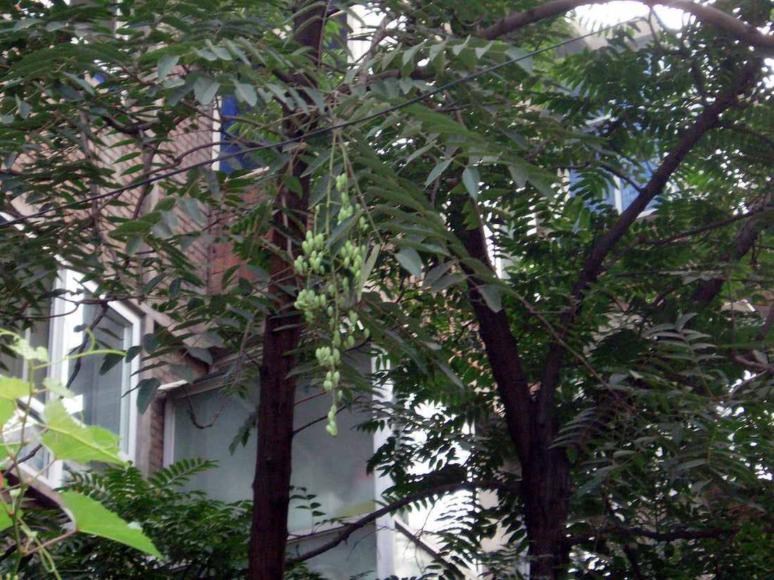 Chinese Toon Tree: Unlocking the Secrets of Nature's Marvelous Superfood!