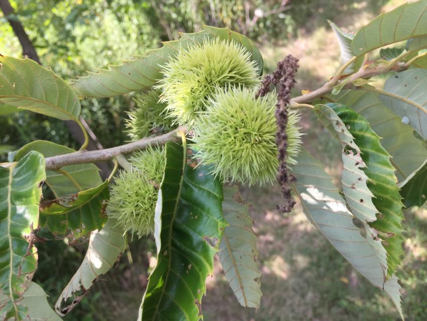 Chinese Chestnut Tree: Unlocking the Secrets to Growing Nature's Delicious Treasure