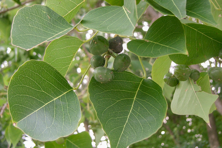 Chinese Tallow Tree: The Controversial Beauty Transforming Landscapes and Ecosystems
