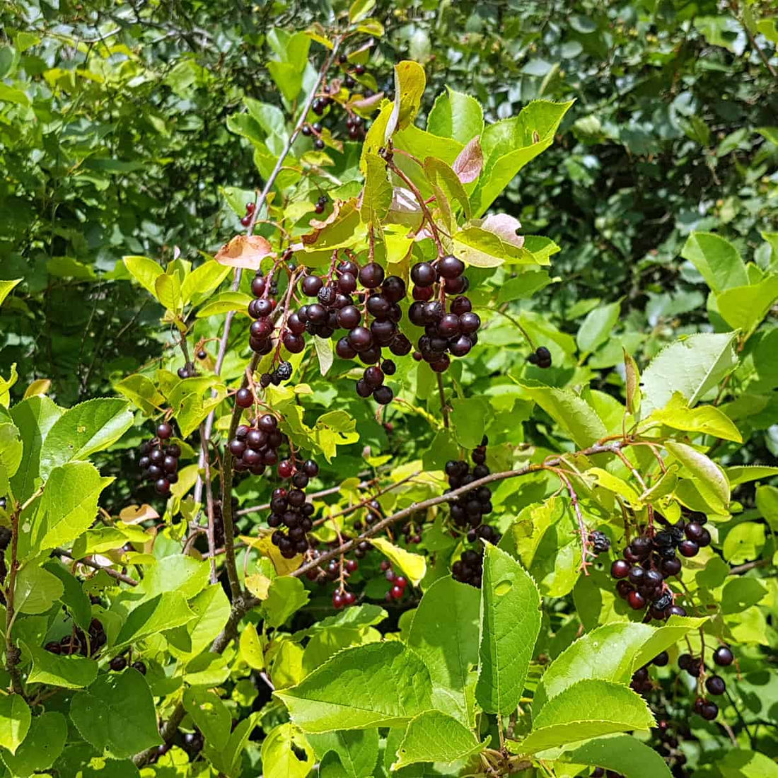 Chokecherry Tree: Unlocking the Secrets to Growing and Enjoying This Unique Fruit Tree