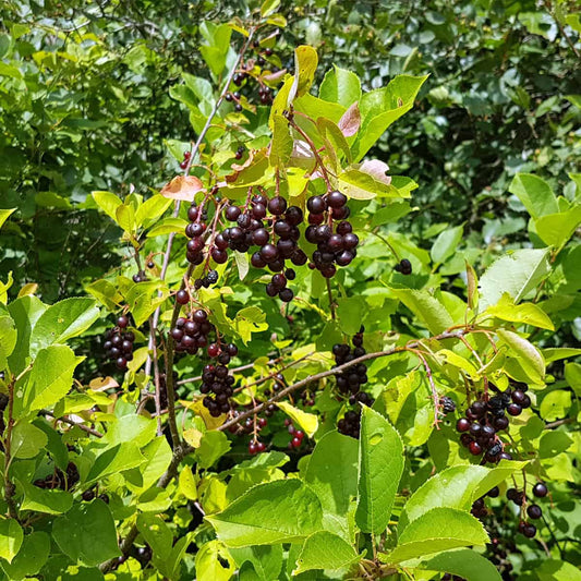 Chokecherry Tree: Unlocking the Secrets to Growing and Enjoying This Unique Fruit Tree