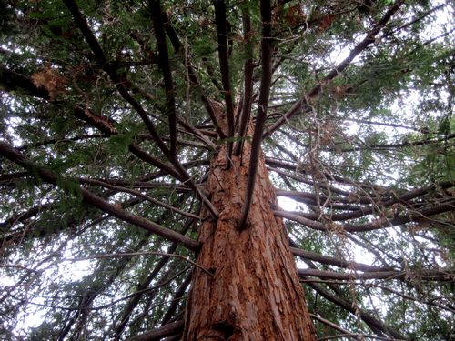 Coastal Redwood Tree: The Majestic Giants of the Forest That Hold Secrets of Time