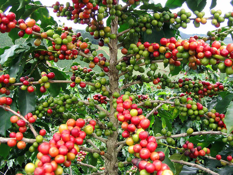 Coffee Arabica Tree: Unlocking the Secrets to Perfectly Brewed Coffee at Home!