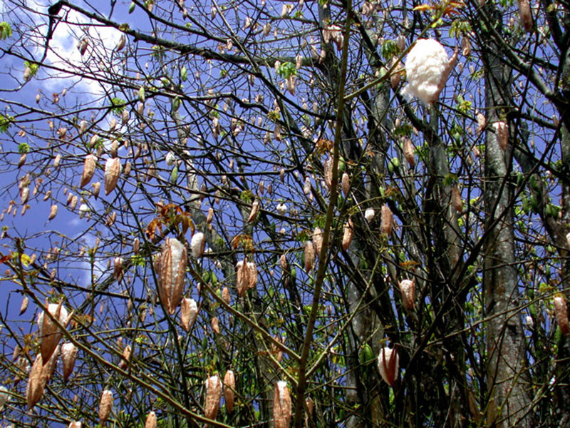 Cotton Tree: Unlocking the Secrets of Nature’s Marvel and Its Eco-Friendly Benefits
