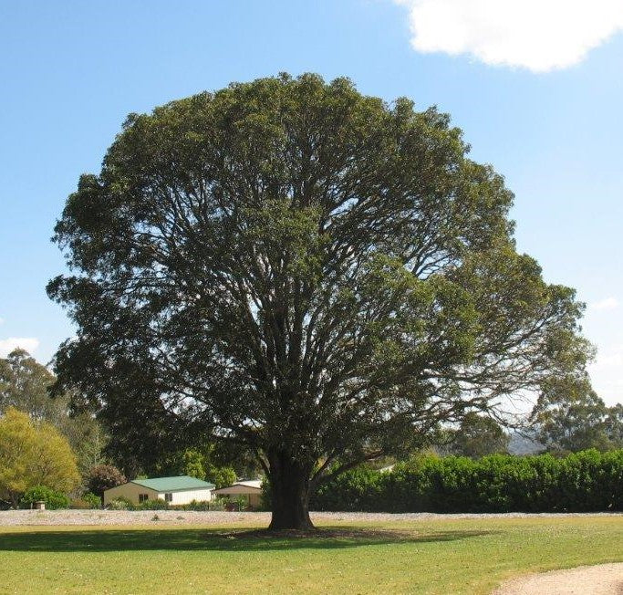 Crow's Ash Tree: Unlocking Nature's Hidden Mystical Secrets