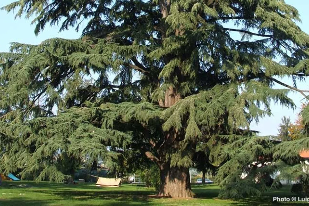 Devdaru Tree: Sacred Cedar of the Himalayas & Divine Heritage