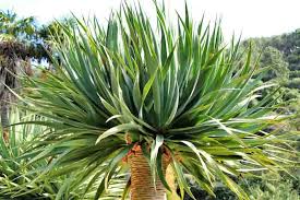 Dragon Tree: Unlocking the Secrets of This Ancient Marvel for Health and Home