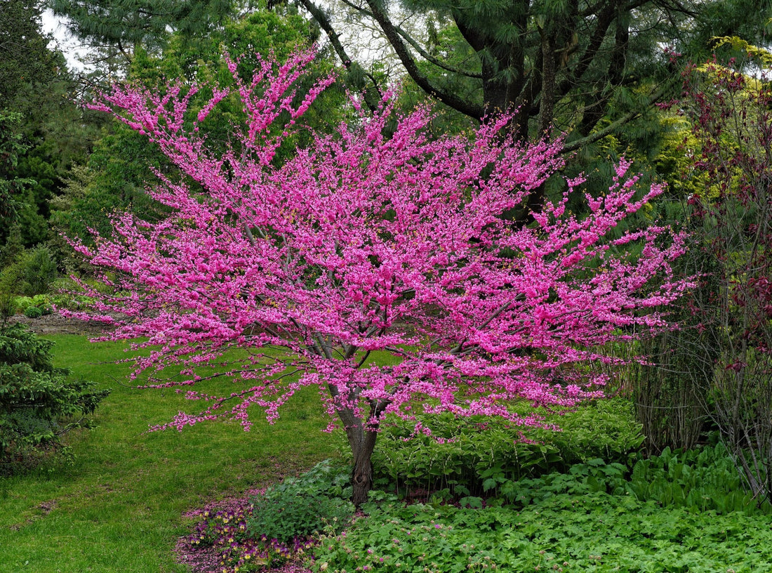 Eastern Redbud Tree: The Stunning Spring Bloomer That Transforms Your Garden into a Colorful Oasis