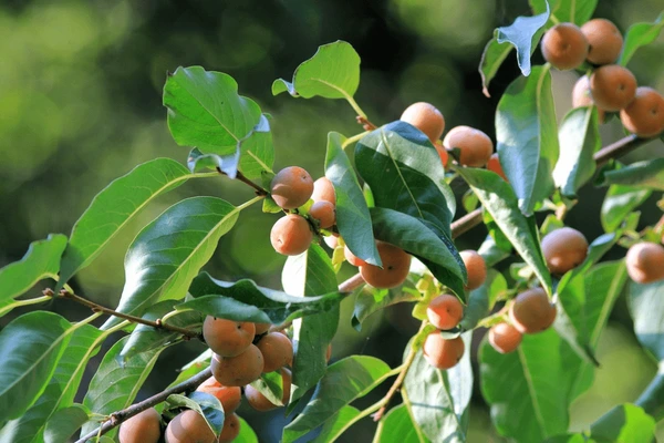 Ebony Apple Tree: The Ultimate Guide to Growing, Caring for, and Enjoying This Exotic Fruit!