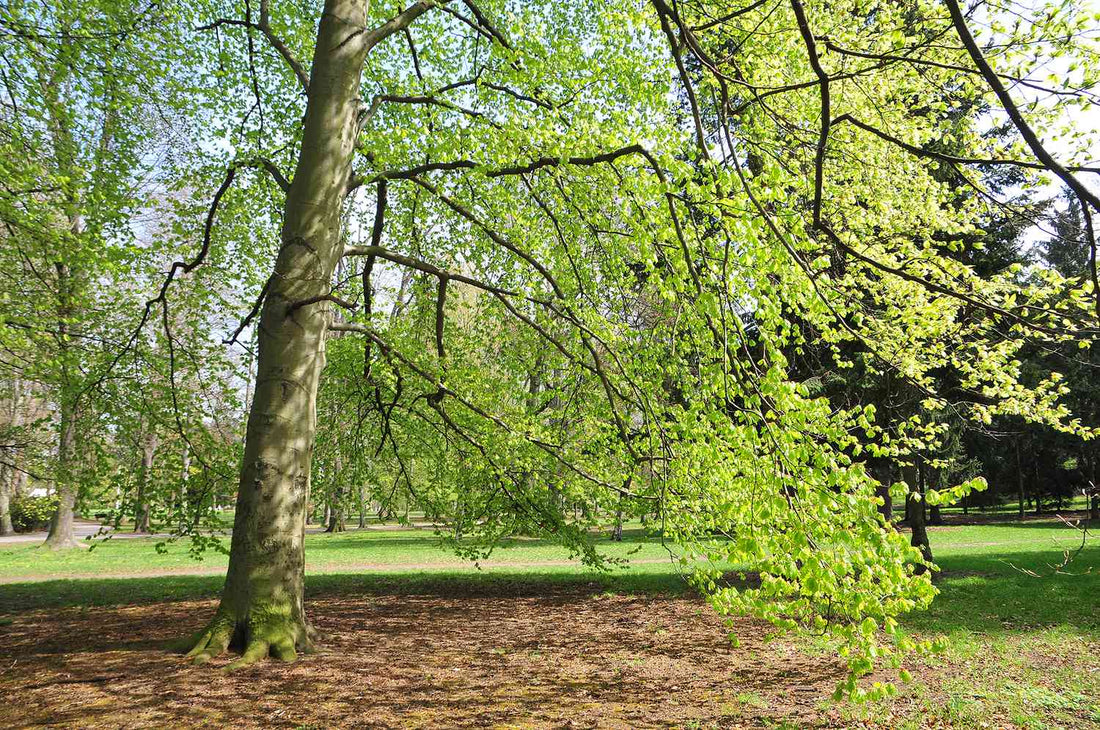 European Beech Tree: The Majestic Marvel of Forests and Its Hidden Benefits for Health and Environment