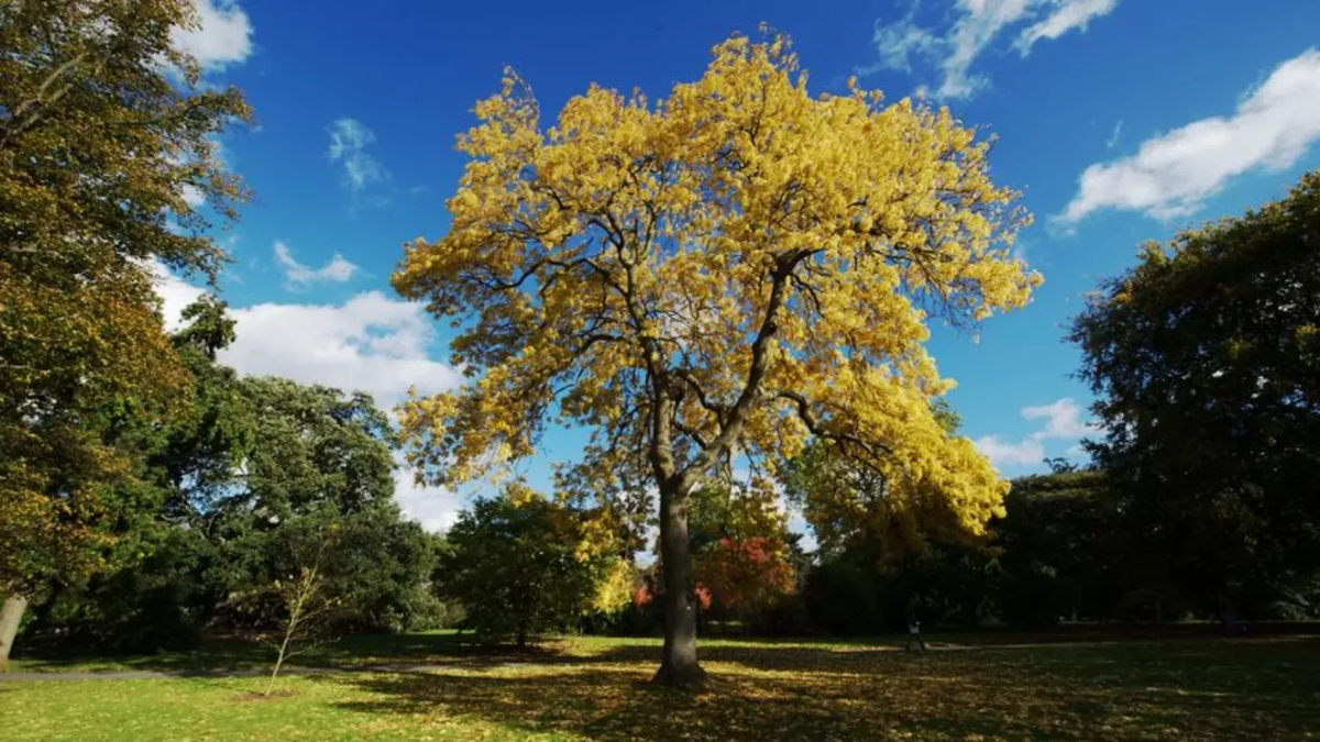 European Ash Tree: Nature's Majestic Wonder & Conservation Guide