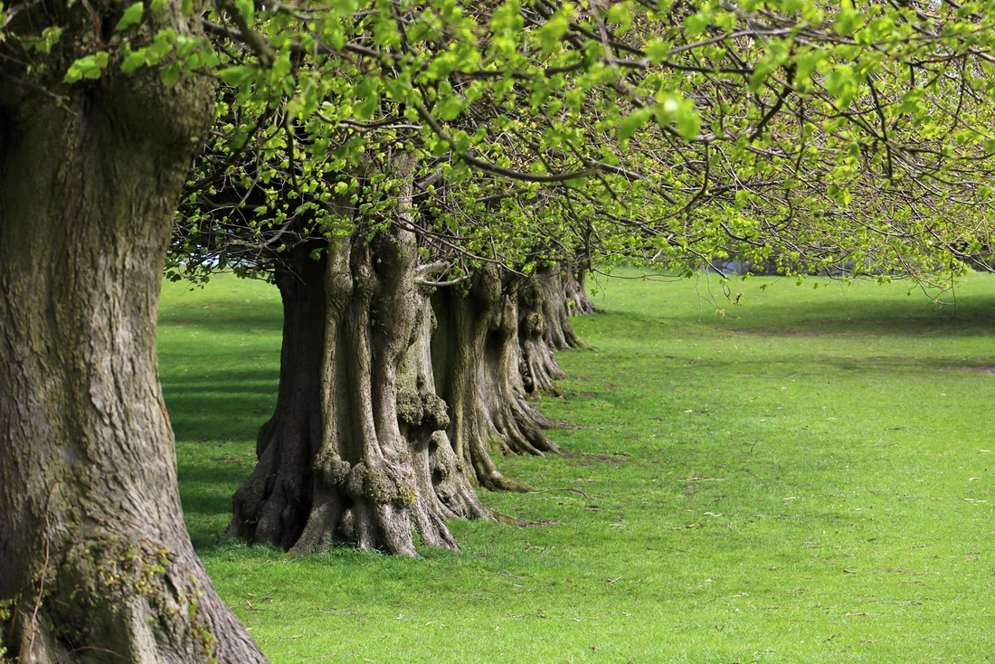 European Linden Tree: The Majestic Marvel of Nature You Need to Discover!