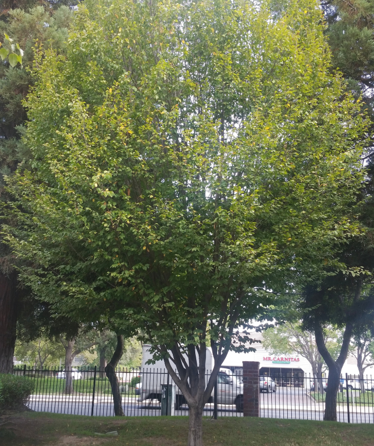 European Hornbeam Tree: Sustainable Landscaping Hero & Wildlife Haven