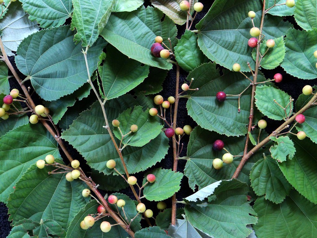 Falsa Tree: Nature's Tangy Treasure for Health & Sustainability