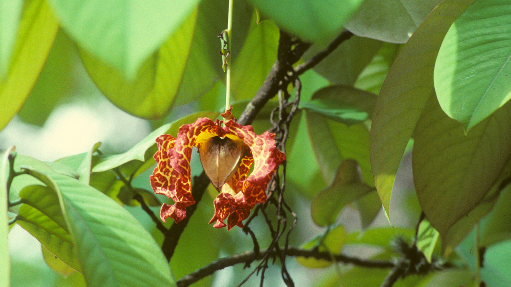 False Nutmeg Tree: Discover the Hidden Benefits and Myths of This Enigmatic Plant!