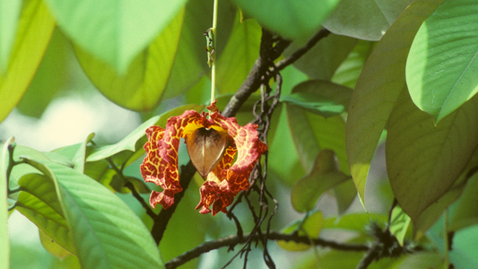 False Nutmeg Tree: Discover the Hidden Benefits and Myths of This Enigmatic Plant!
