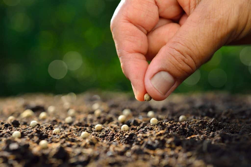 Sowing Seeds of Change: Tree Plantation Stories Across India