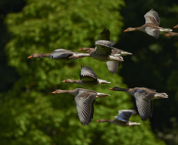 How Tree Plantation Supports Migratory Birds: A Complete Guide
