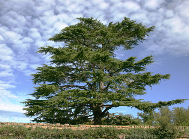 Fragrant Cedar Tree: Nature's Aromatic Wonder for Gardens