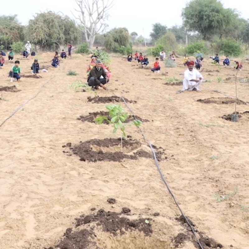Freshly dug pits and saplings in rows at a plantation site