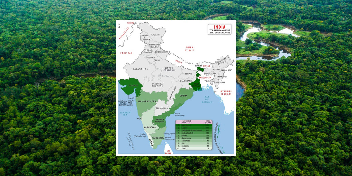 Top 10 Mangrove Forests in India: Coastal Ecosystem Treasures
