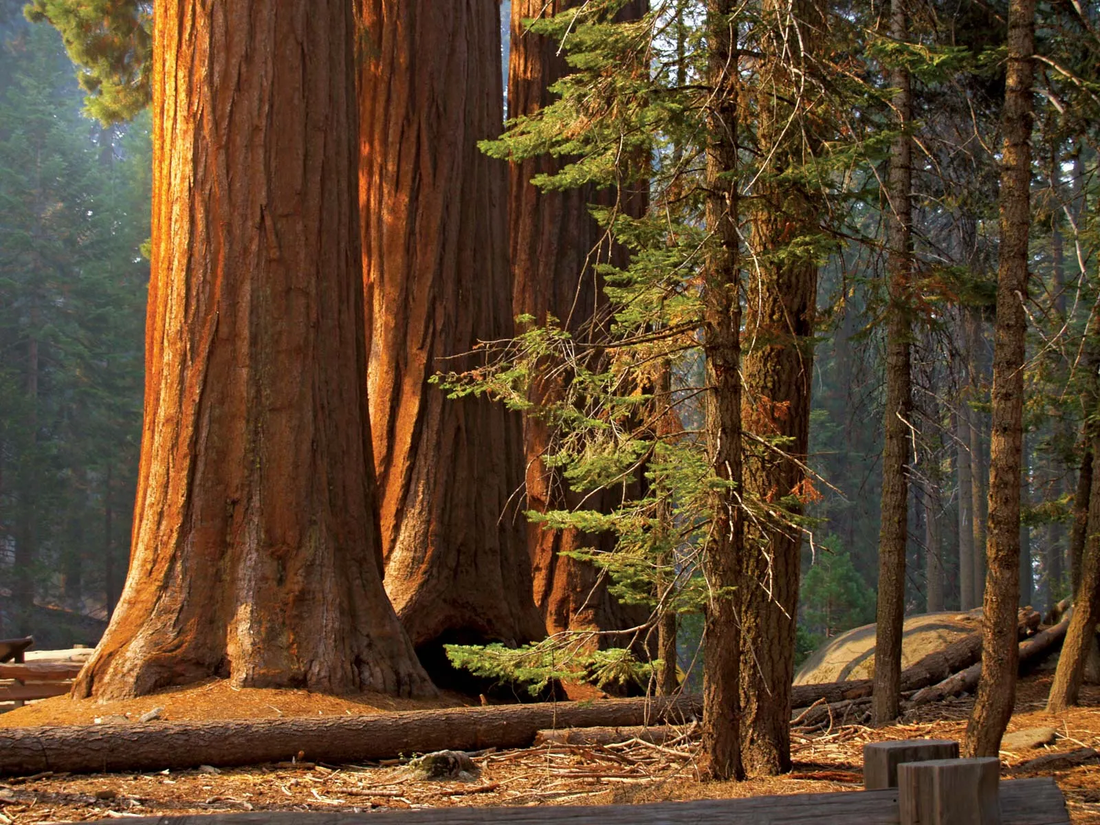 Giant Redwood Tree: Discover the Majestic Giants of the Forest and Their Secrets