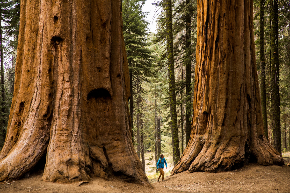 Giant Sequoia Tree: Discover the Majestic Giants of Nature