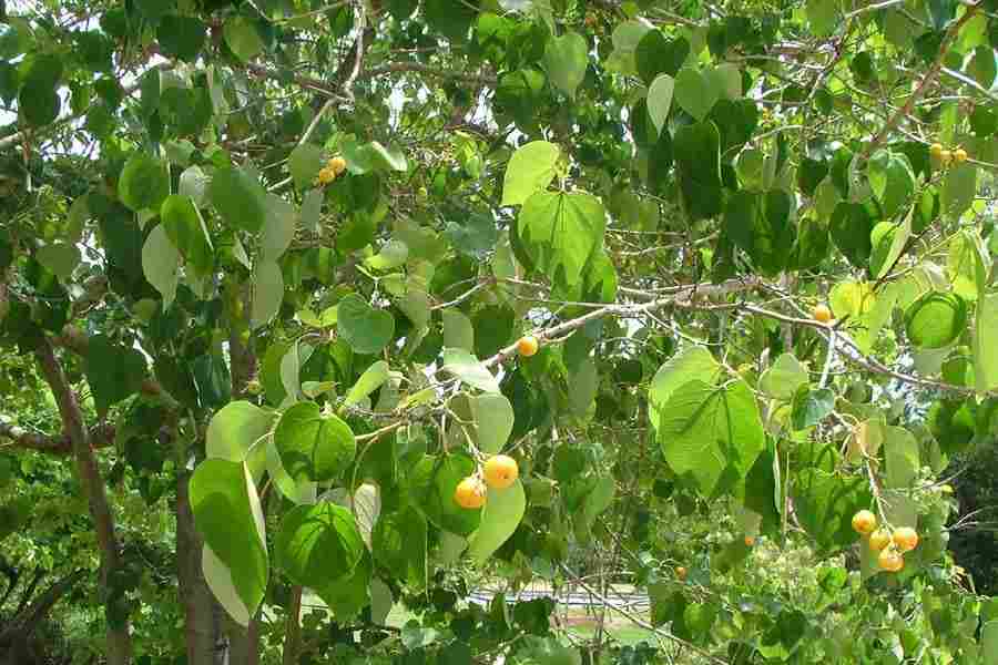Gmelina Tree: The Ultimate Guide to Its Benefits, Uses, and Sustainable Growth
