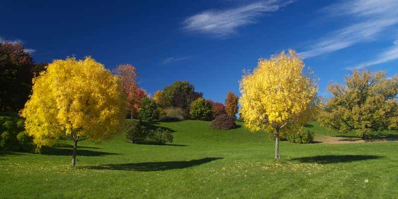 Golden Ash Tree: Unlocking the Secrets of Nature's Majestic Beauty and Benefits