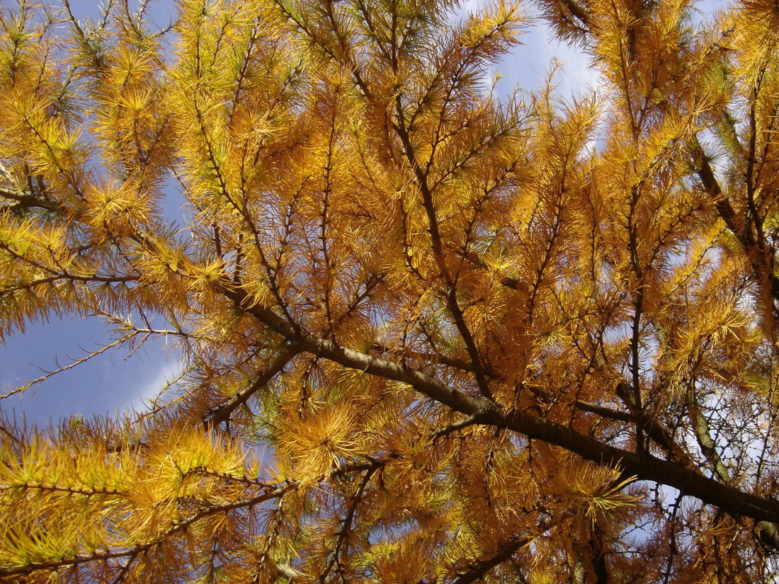 Golden Larch Tree: The Ultimate Guide to Cultivating Nature's Golden Gem in Your Garden