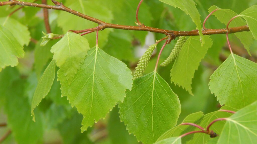 Gray Birch Tree: The Unsung Hero of Your Garden – Beauty & Benefits