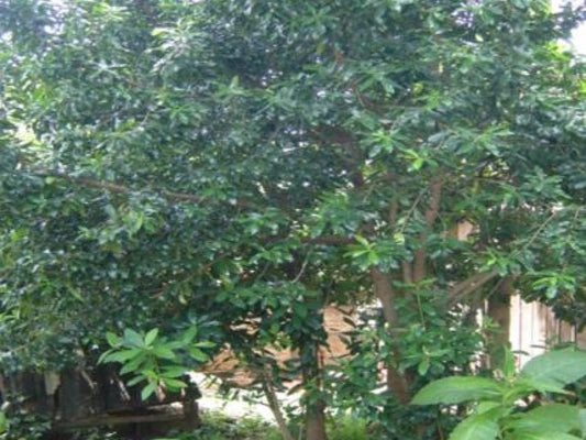 Greenheart Tree: The Ultimate Guide to Its Benefits, Care, and Sustainable Impact