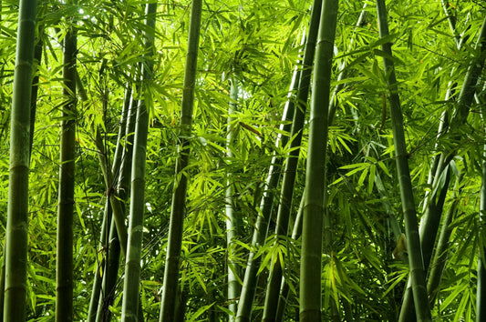 Bamboo: The Flexible Giant of Harmony and Hope