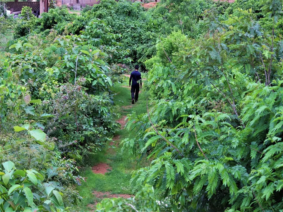 Urban Forest in Delhi: Creating Green Sanctuaries in India's Capital