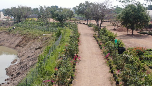 Urban Forest in Hyderabad