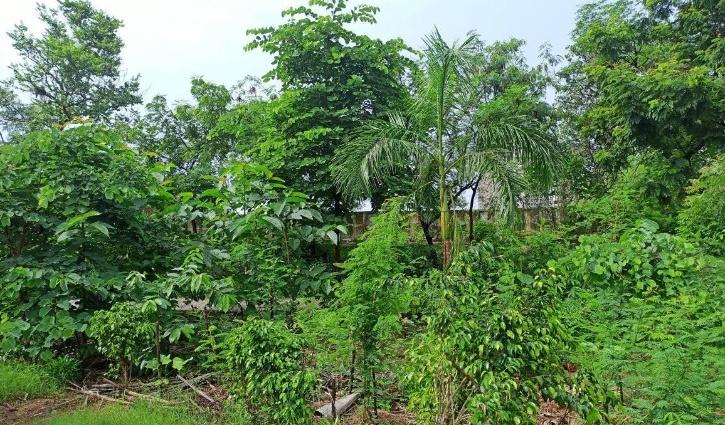 Urban Forest in Mumbai: Creating Green Sanctuaries in the Maximum City