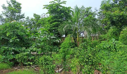 Urban Forest in Mumbai