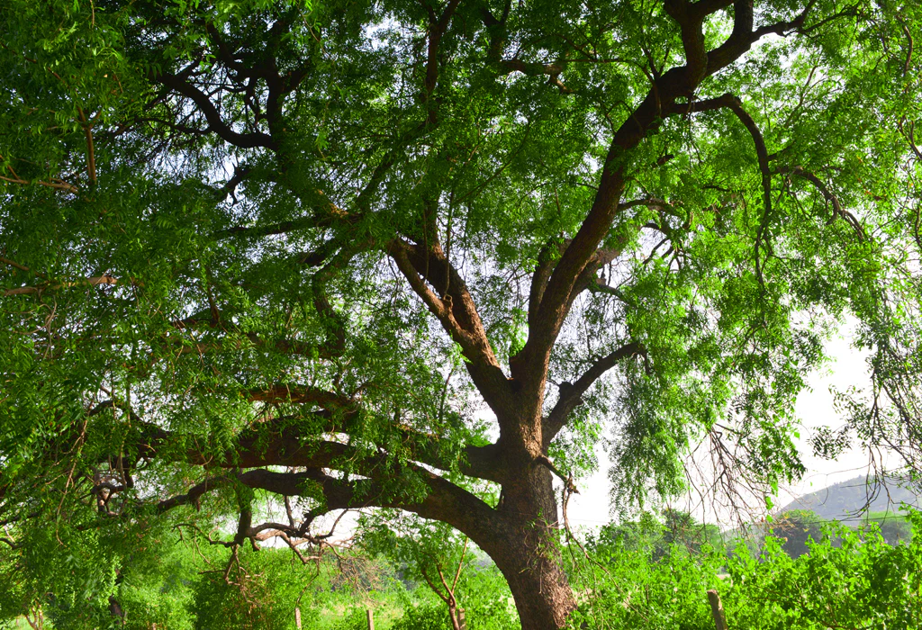 Neem Tree: The Divine Tree of Purity and Protection