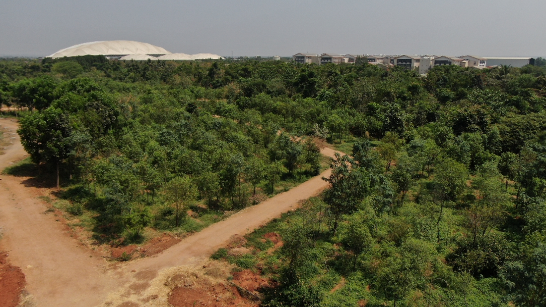 Nurturing Nature: Enhancing Tree Survival through Post-Plantation Maintenance