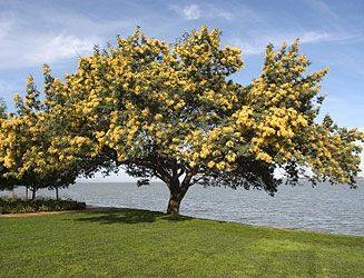 Acacia Tree: The Hidden Benefits and Fascinating Facts You Never Knew