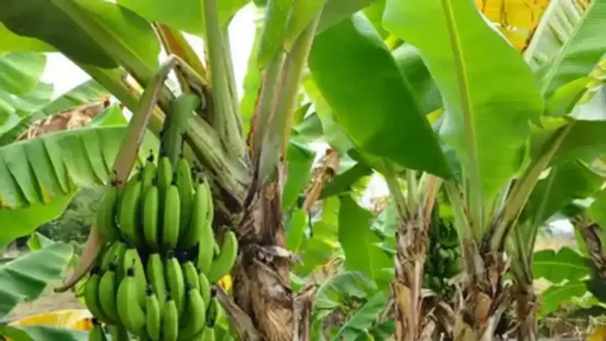 Banana Plant: The Sacred Symbol of Abundance and Growth