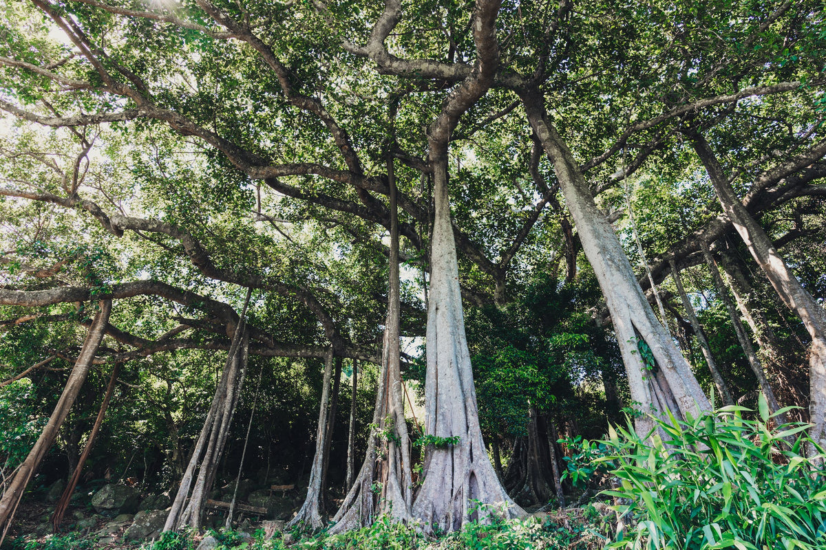 The Significance of Tree Species Selection in Plantation Success
