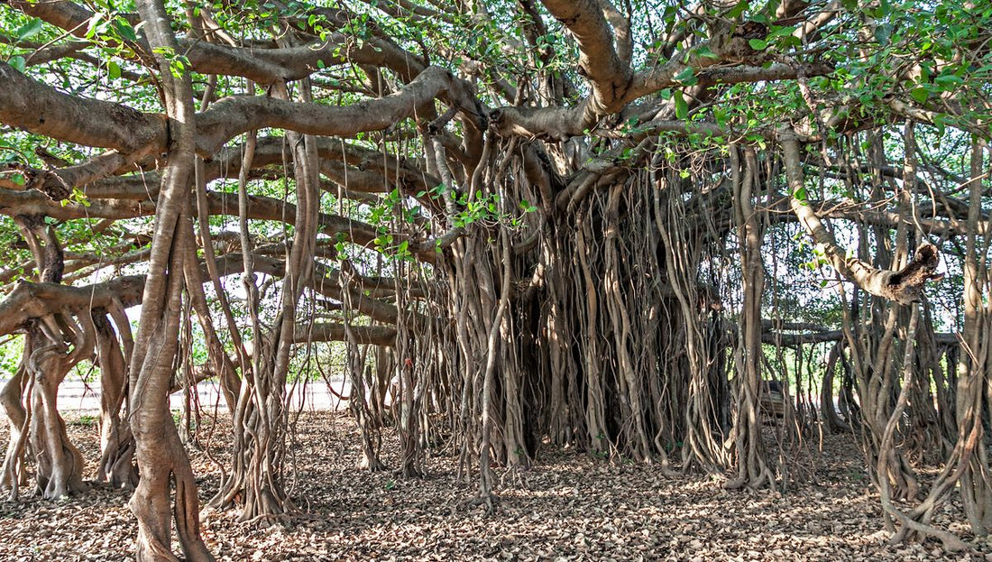 Banyan Tree: The Eternal Tree of Immortality and Shelter
