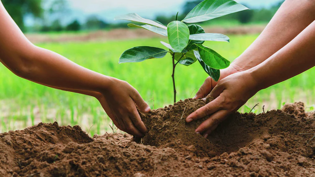 Tree Consultation: Nurturing a Forest of Knowledge for Sustainable Growth